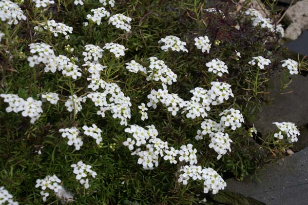 Hutchinsia alpina subsp. alpina (syn. Hornungia alp.)