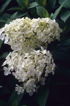 HYDRANGEA arborescens 'Annabelle'