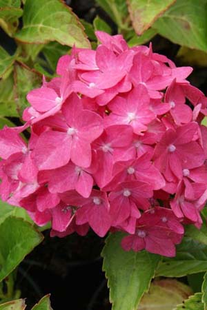 HYDRANGEA macrophylla 'Pia'