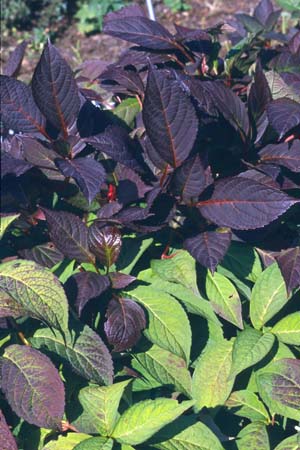 HYDRANGEA macrophylla 'Nigra'