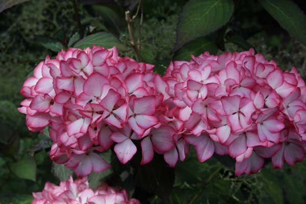 HYDRANGEA macrophylla 'Mirai'