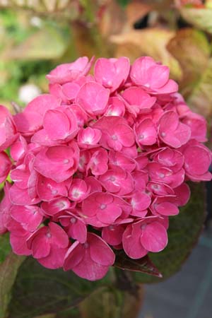 Hydrangea macrophylla 'Merveille Sanguine'