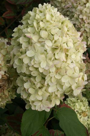 HYDRANGEA paniculata 'Limelight'