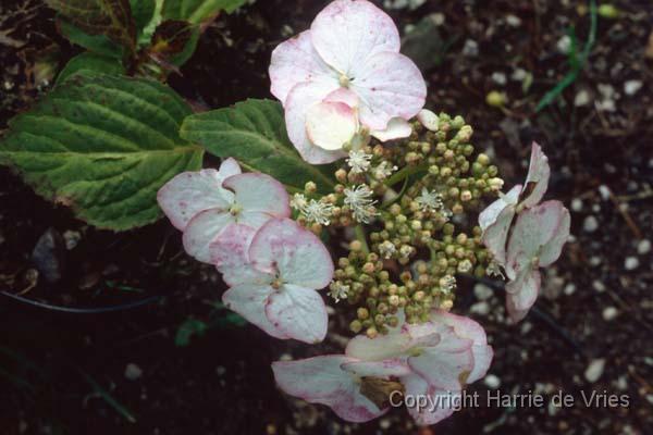 HYDRANGEA serrata 'Kiyosumi'