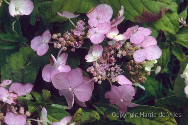 Hydrangea serrata 'Miranda'