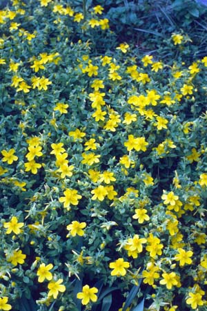 Hypericum cerastioides