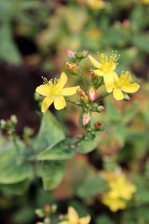 HYPERICUM delphicum