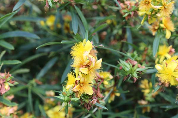 Hypericum kalmianum