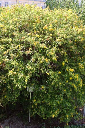 Hypericum kalmianum