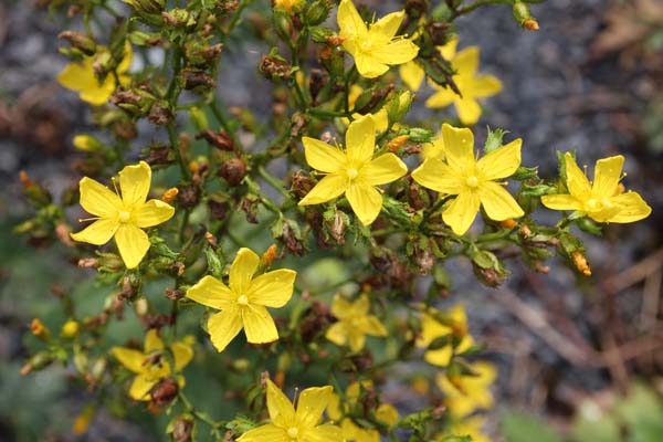 Hypericum monbretii