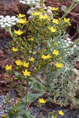 Hypericum monbretii