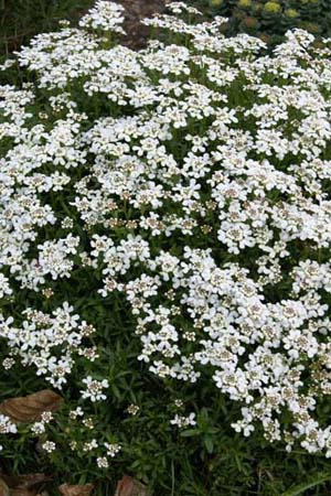 Iberis sempervirens 'Dick Self'