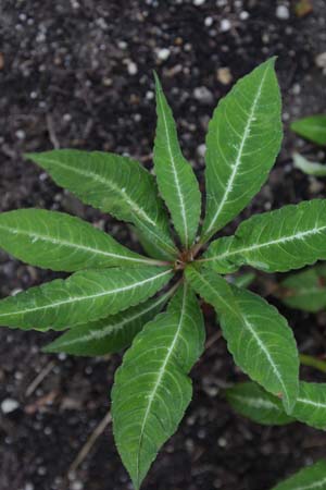 IMPATIENS omeiana 'Silver Striped'