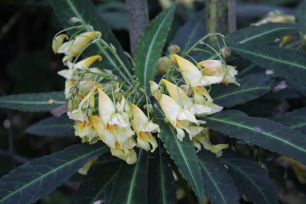 Impatiens omeiana