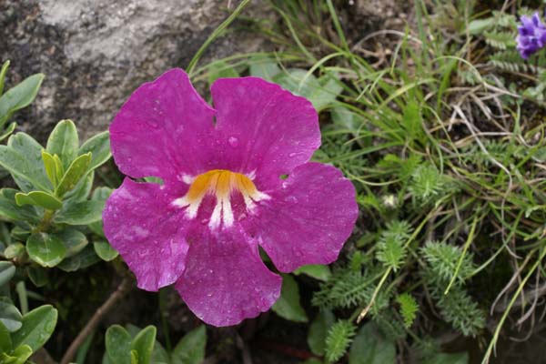 Incarvillea compacta