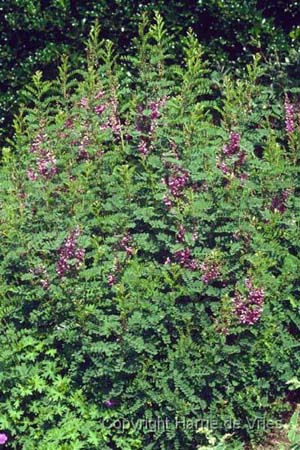 Indigofera potaninii