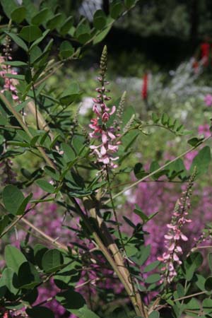 Indigofera potaninii