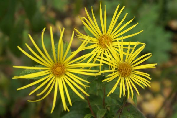 Inula hookeri