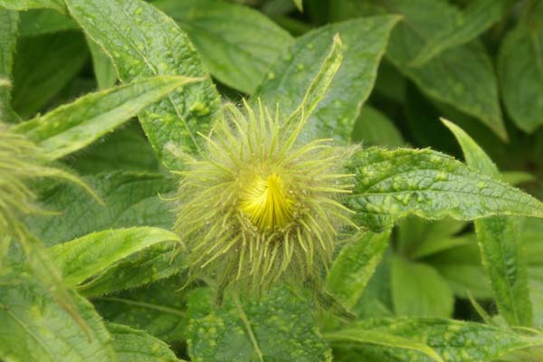 Inula hookeri