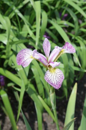 Iris x versilaev 'Rowden Cadenza'