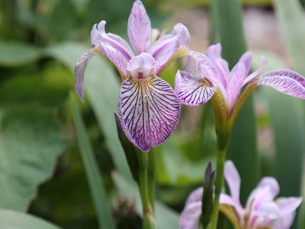 Iris x versilaev 'Rowden Cadenza'