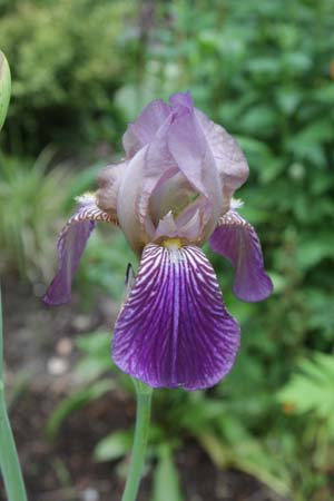 Iris florentina (ex Lenzumo)