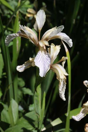 Iris foetidissima