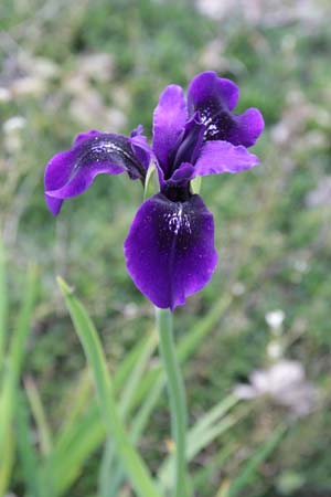 Iris henryi (coll. Tibet)