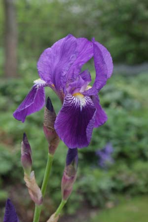 Iris pallida illyrica (syn. I. pallida dalmatica)