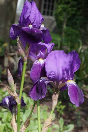 Iris pallida illyrica (syn. I. pallida dalmatica)