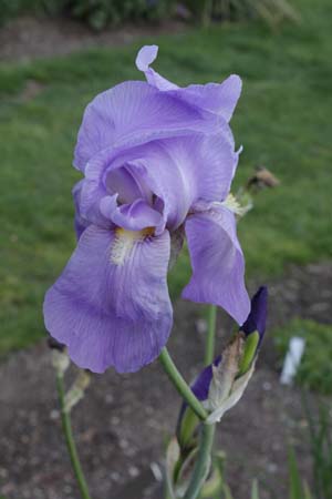 Iris pallida pseudopallida