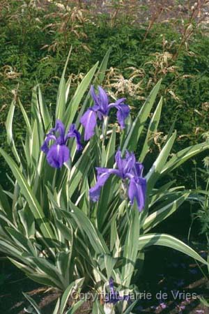 Iris pallida 'Variegata' ?