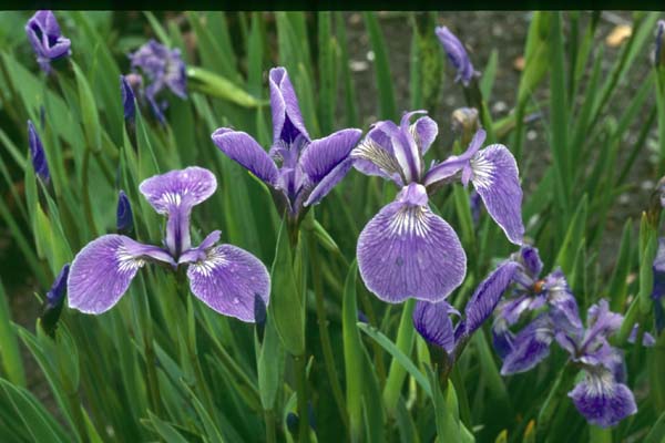 Iris setosa canadensis