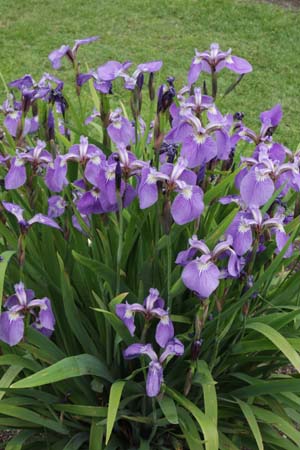 Iris setosa (coll. Sachalin)