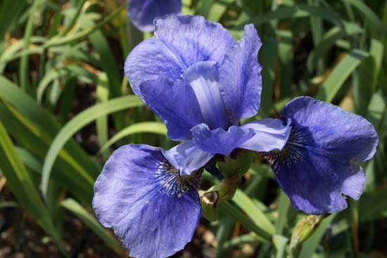 Iris sibirica 'Sea Shadows'