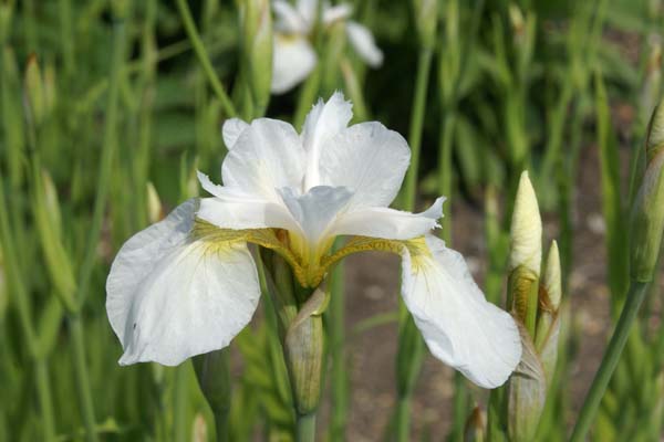 Iris sibtosa 'Butterfly Fountain'