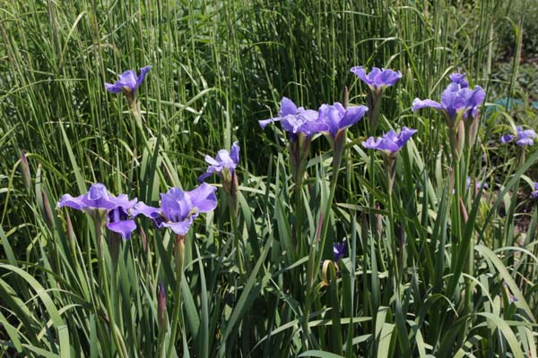 Iris sibirica 'Silver Edge'