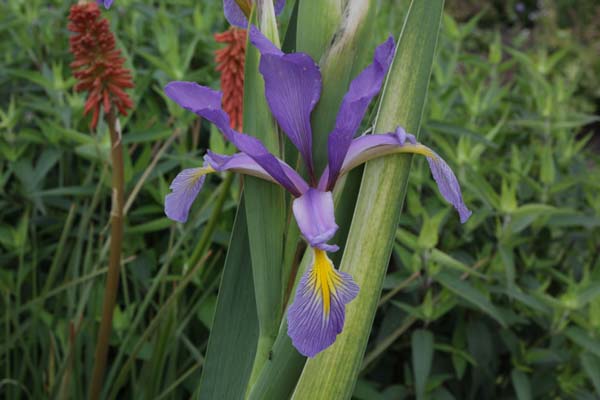 Iris spuria notha CC1550