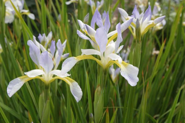 Iris sibirica 'Summer Sky'