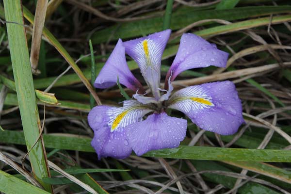 Iris unguicularis