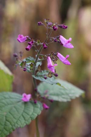 Isodon longitubus 'Supercherie'