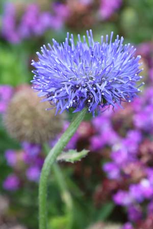 JASIONE laevis 'Blaulicht' (syn. J. perennis)