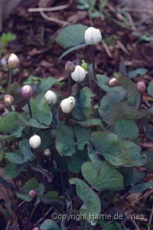 Jeffersonia diphylla