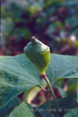 Jeffersonia diphylla