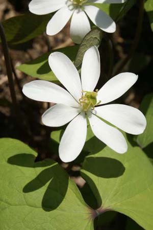 Jeffersonia diphylla