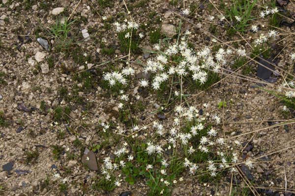 Juncus