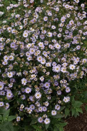 Kalimeris incisa 'Blue Star'