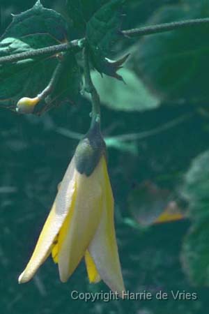 KIRENGESHOMA koreana