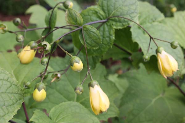 KIRENGESHOMA palmata 'Dwarf'