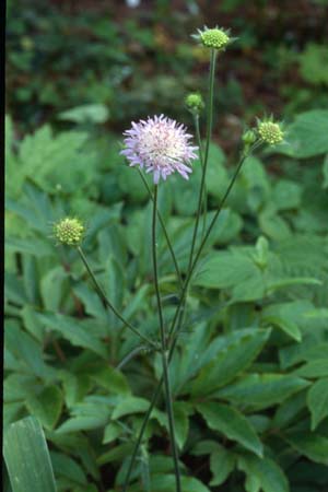 KNAUTIA arvensis